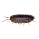Мокриц