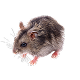 Мышей