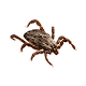 Клещей