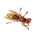 Шершней