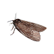 Моли